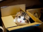 kucing_20180401_145222.jpg