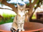 kucing_20180629_094626.jpg