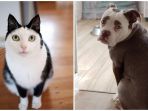 kucing_20180709_143117.jpg