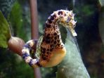 kuda-laut_20170915_173836.jpg