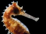 kuda-laut_20170916_112808.jpg