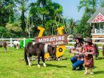 kuda-poni-cimory-dairyland-puncak.jpg