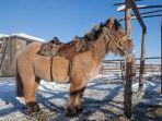 kuda-yakutia.jpg