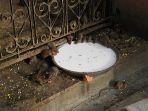 kuil-karni-mata-rajasthan-satu-tempat-wisata-unik-di-india-berisi-puluhan-ribu-tikus.jpg