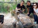 kura-kura-galapagos-di-australia.jpg