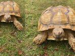 kura-kura-sulcata.jpg