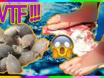 kutu-laut_20170812_153125.jpg