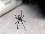 laba-laba-black-widow.jpg