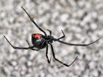 laba-laba-black-widow_20171002_175129.jpg