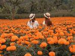 ladang-bunga-calendula.jpg