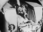 laika-anjing-astrono_20180103_142034.jpg