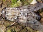 lalat-pikat-tabanus-sp_20181102_144416.jpg