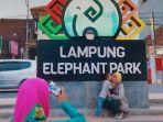 lampung-elephant-park.jpg