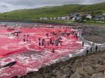 laut-faroe-yang-berubah-menjadi-merah-darah_20180817_183411.jpg