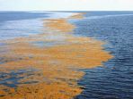 laut-sargasso_20180329_173928.jpg