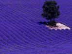 lembah-lavender-provence-prancis_20171116_142809.jpg