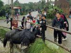 lembang-park-zoo.jpg