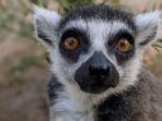 lemur-ekor-cincin-bernama-isaac.jpg