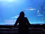 liburan-ke-seaworld-ancol.jpg