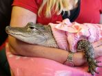 lillygator_20170312_110537.jpg