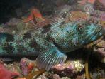 lingcod.jpg
