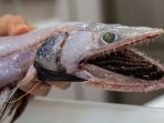 lizardfish_20181003_104900.jpg