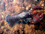 lobster_20180116_144430.jpg