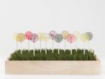 lolipop-buatan-amborella-organics_20181004_095519.jpg