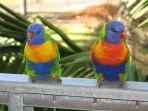 lorikeet-burung-beo-australia-yang-mengalami-kelumpuhan-aneh-setiap-tahunnya.jpg