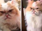 louis-si-kucing-pemarah.jpg