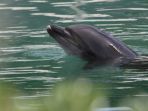lumba-lumba-di-inubosaki-marine-park_20180903_180413.jpg