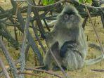 lutung-keperakan-trachypithecus-cristatus.jpg