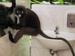 lutung-lucu-jilati-cermin-toilet.jpg