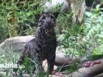 macan-dahan-di-batu-secret-zoo.jpg