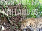 macan-tutul-di-hutan-lawu.jpg