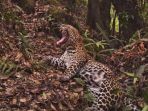 macan-tutul-jawa_20170228_150608.jpg