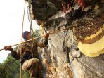 madu-gila_20170514_193518.jpg