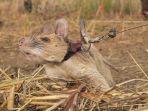 magawa-tikus.jpg