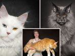 Maine Coon - Kenalin! Kucing Besar Amerika Ini Fisiknya Unik, dan Menyerupai Rakun