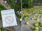 manchineel_20161023_131814.jpg