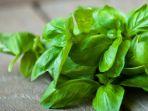 manfaat-daun-kemangi.jpg