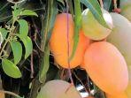 mangga-arumanis.jpg