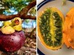 manggis-dan-melon-tanduk.jpg