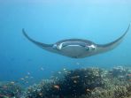 manta-ray_20180626_135643.jpg