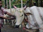 manten-sapi1.jpg