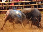 mapasitanduk-tedong_20181018_151329.jpg