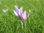 meadow-saffron_20181108_192615.jpg
