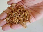 mealworms.jpg