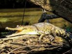 mecistops-leptorhynchus-buaya-jenis-baru-afrika-tengah_20181031_142434.jpg