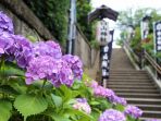 mekarnya-bunga-hydrangea_20180528_174143.jpg